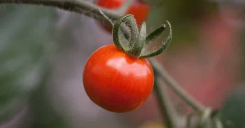 horta comunitária - tomate cereja