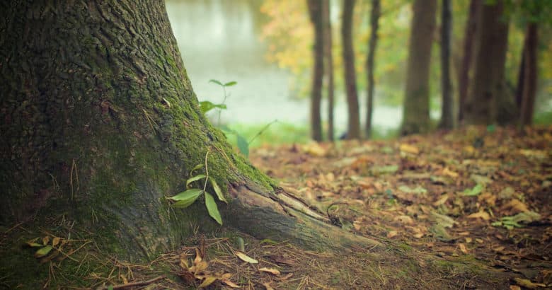 A natureza é gradual e progressiva | O que podemos aprender com a natureza