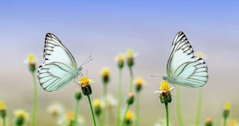 A natureza é o começo, o meio e o fim | O que podemos aprender com a natureza