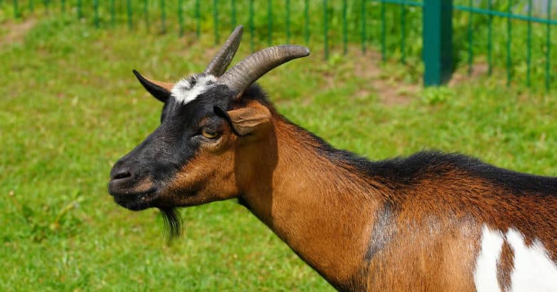A cabra | Animais no sítio