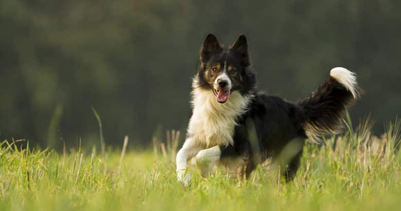 O cachorro | Animais no sítio