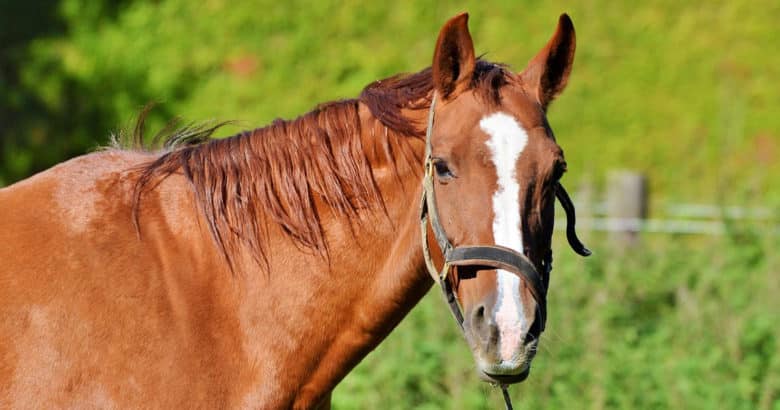 O cavalo | Animais no sítio