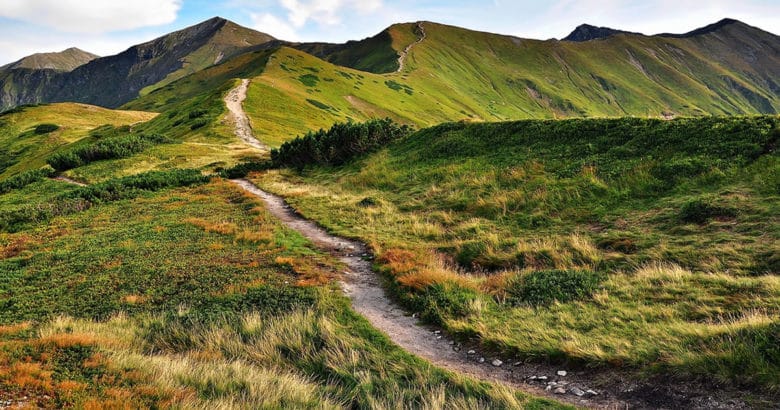 riar uma nova trilha é sempre mais difícil do caminhar por uma | O que podemos aprender com a natureza