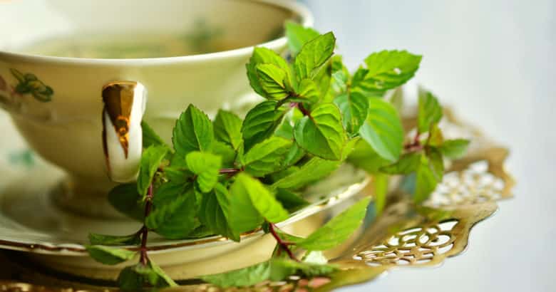 cultivo erva chá - xícara de chá de menta