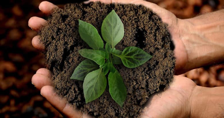 Cultura ecológica | Como desenvolver consciência ambiental para as próximas gerações?