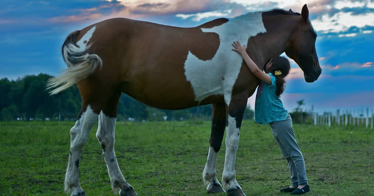 Animais no sítio