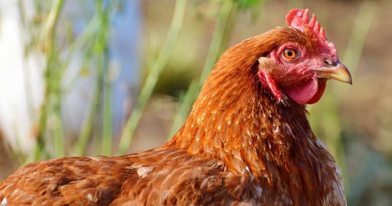 A galinha | Animais no sítio