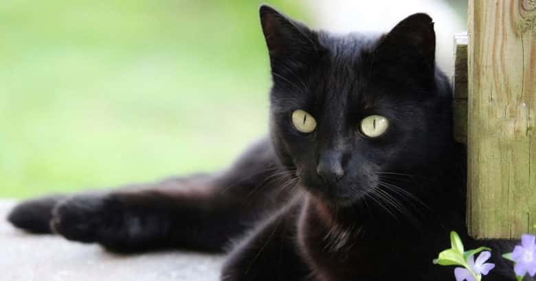 O gato | Animais no sítio