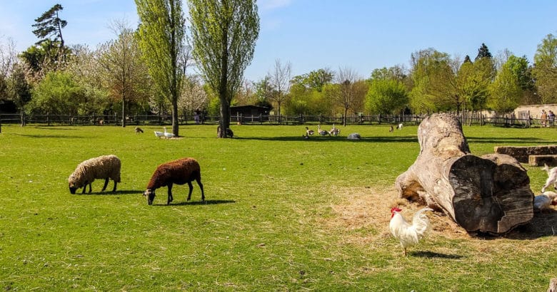 Sítio | Animais no sítio