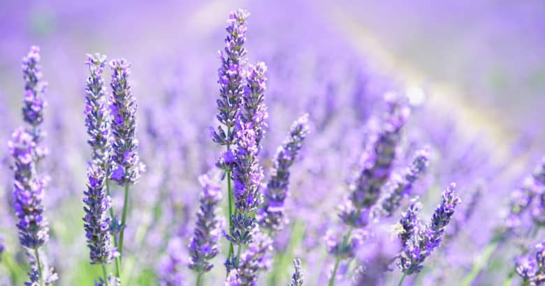 Lavanda | Temperos do Sítio