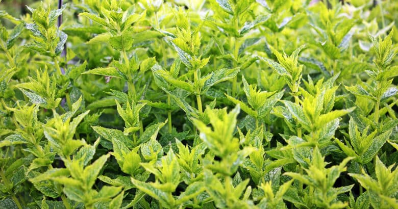 ervas para chá - menta