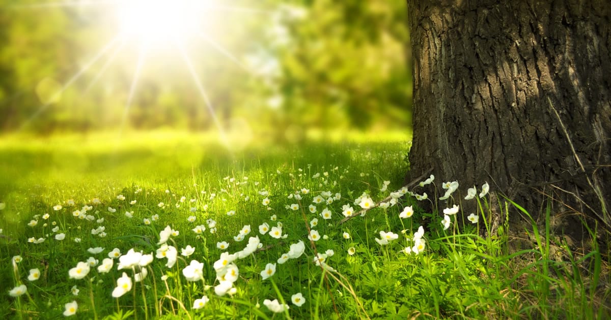 O que podemos aprender com a natureza