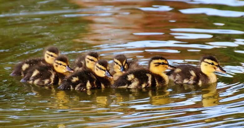 O pato | Animais no sítio