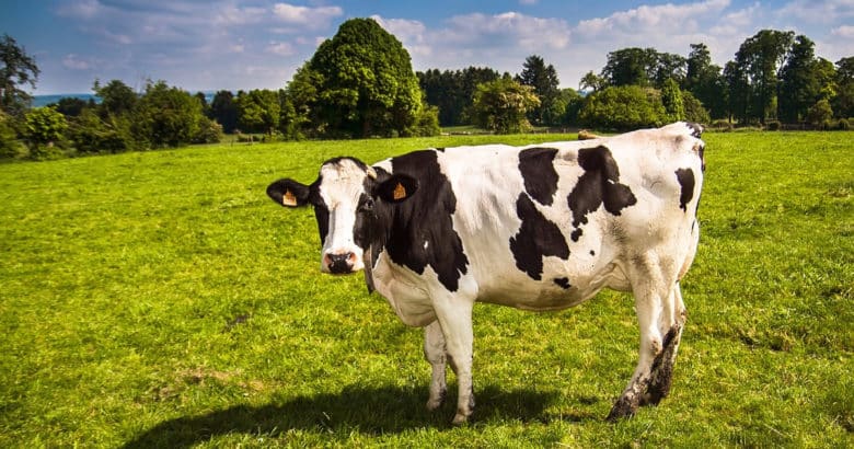 A vaca | Animais no sítio