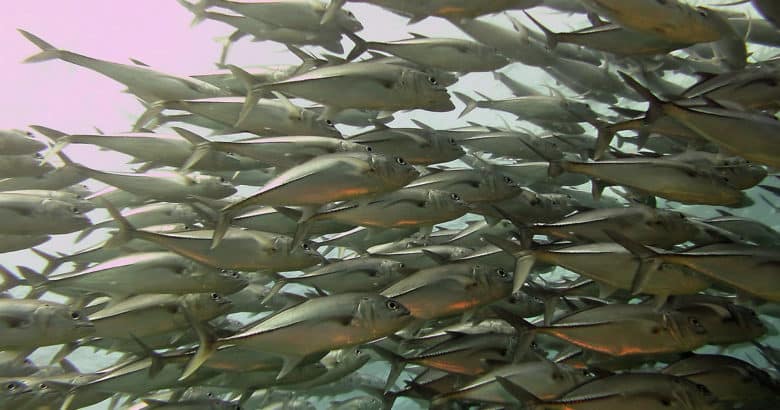 criar peixes em casa - cardume