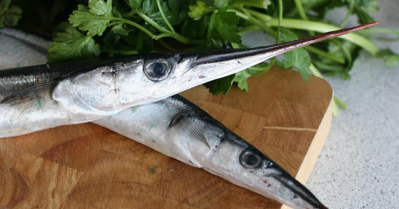 criar peixes em casa - agulhinha