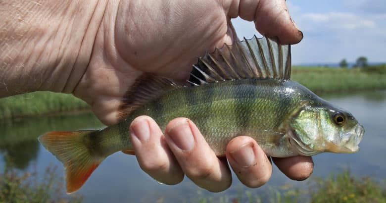 criar peixes em casa - peixe de rio