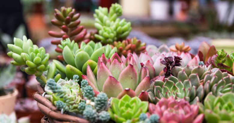 arranjo retangular de suculentas succulentos de cactus em um plantador
