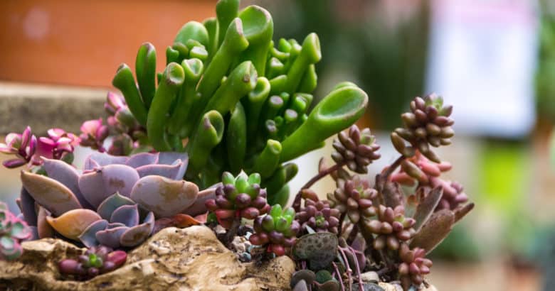 Como Cultivar Plantas Suculentas: Arranjo Retangular de Suculentas Suculentos de Cactus em Um Plantador