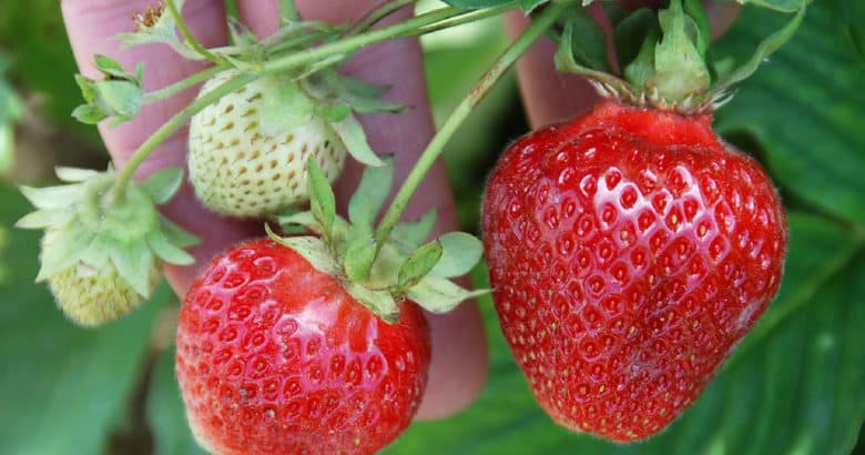 como plantar morangos - bagas morangos planta saudável