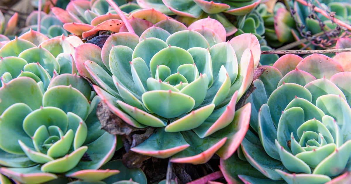 Como Cultivar Plantas Suculentas: 13 Tipos, Mudas, Cuidados