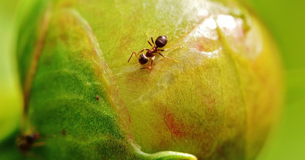 Inseticida Natural Para Formigas