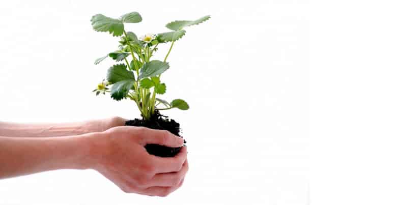 como plantar morangos - planta isolado humano morango solo