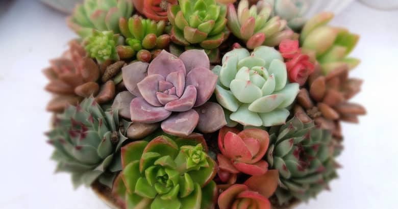 Como Cultivar Plantas Suculentas: plantas suculentas carne enlatada