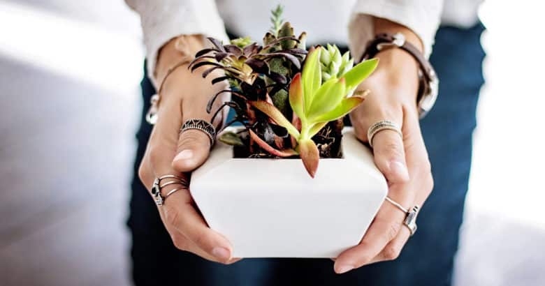 Como Cultivar Plantas Suculentas: suculentas mãos mulher feminino