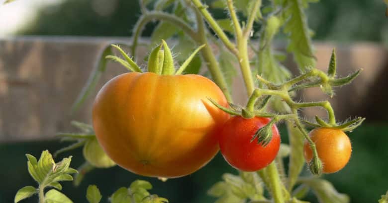 montar uma horta saudável - tomatoes