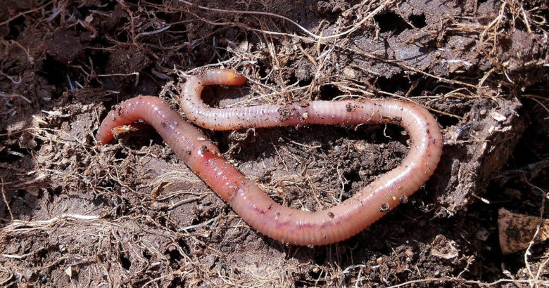 como fazer compostagem worm vermiculture húmus terra solo