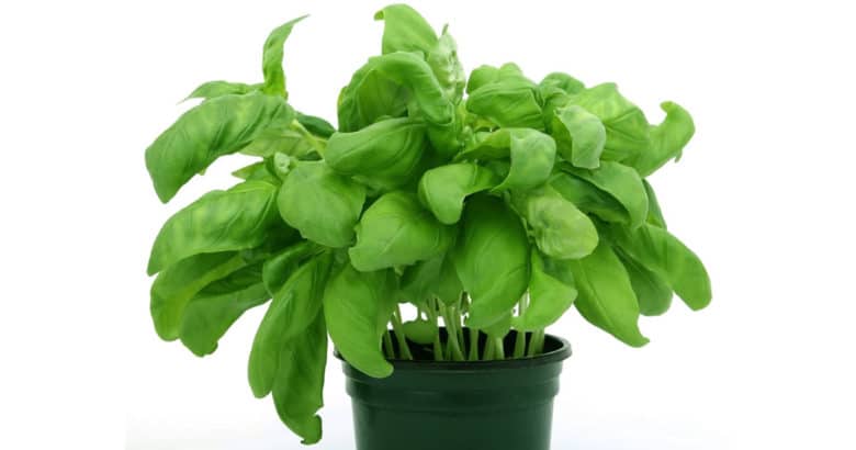 Horta em Apartamento | Alimentos frescos