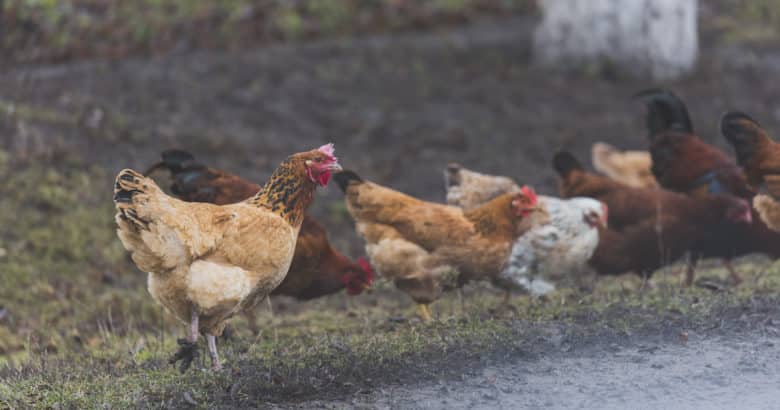 obter dinheiro no campo- frango na grama na fazenda