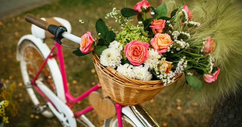 fazer mudas de rosas | A bicicleta