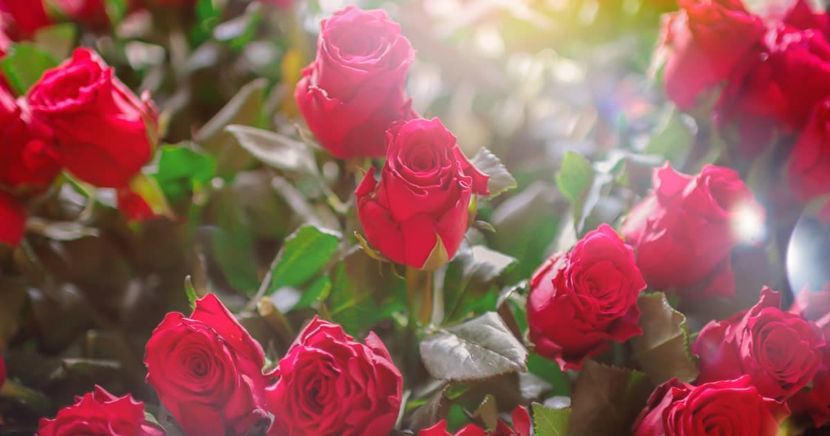 16 Passos Para Fazer Mudas de Rosas e Plantá-las