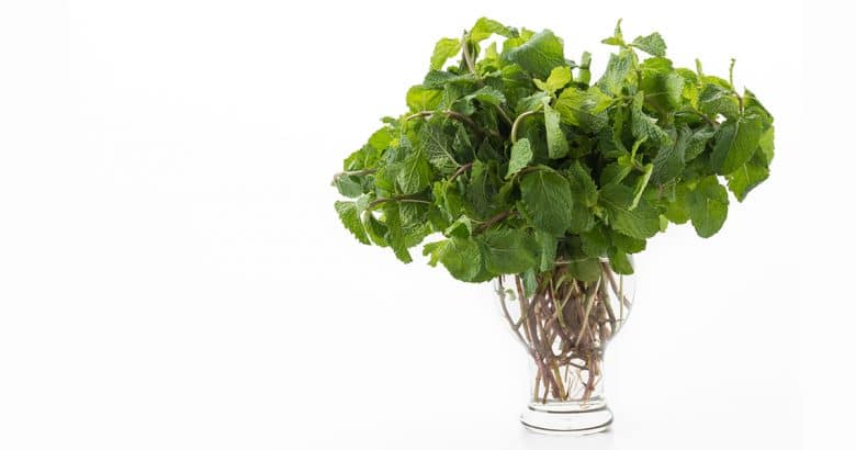ervas perenes | Menta fresca
