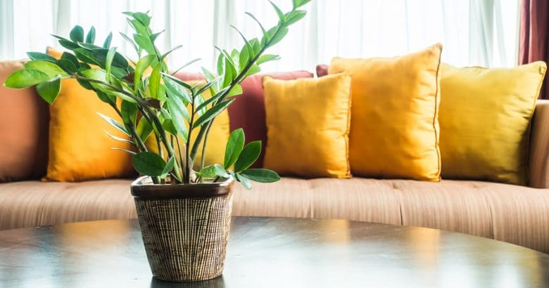 decoração campestre | Planta vaso