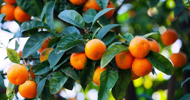 como fazer um pomar | Tangerinas no ramo
