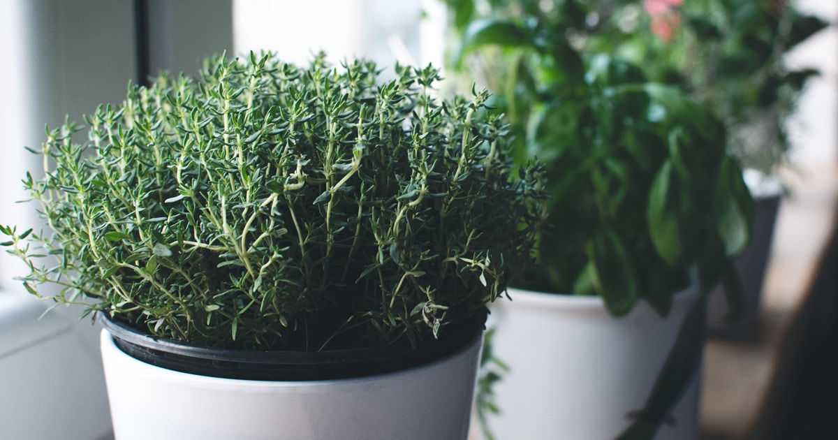 5 Ervas Perenes Essenciais Para o Seu Jardim